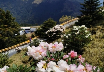 合歡山杜鵑花